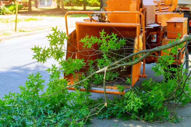 Best Lawn Maintenance Plans  in Livingston, TX