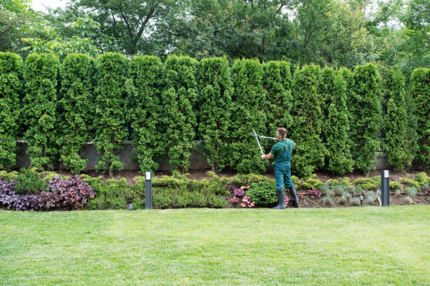 Best Organic Lawn Care Solutions  in Livingston, TX