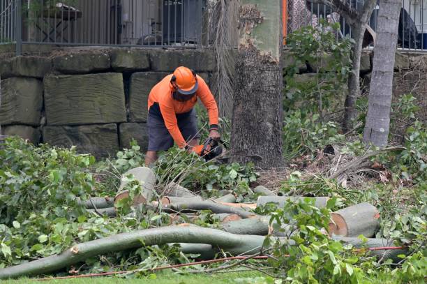 Livingston, TX Tree Services Company