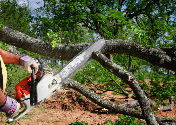 Best Emergency Tree Removal  in Livingston, TX